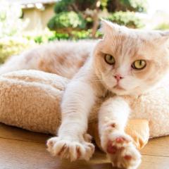 猫咪后院之家 - tGl0y6aiEY9KgjmNj4XqPXM733T.jpg